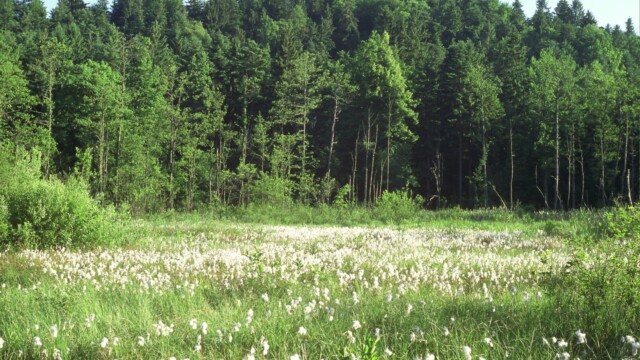 Bazična nizka barja